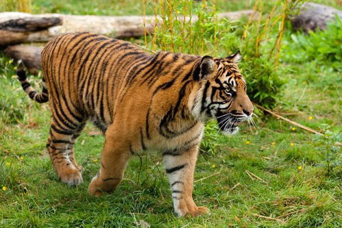 体型最小的老虎和10只经过训练的比特犬关一起,虎能坚持多久
