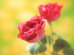 怎么样养玫瑰花,手把手教你：如何养出绚丽迷人的玫瑰花，让你的花园成为梦幻天堂！