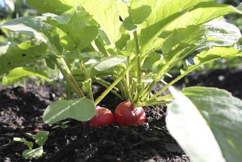 茄子用什么肥料好，怎么施肥,茄子用什么肥料好，怎么施肥