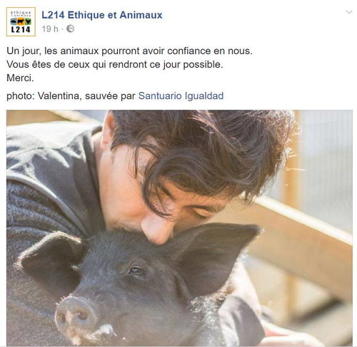杀猪要看猪的感受,法国动物保护组织的呼吁是伪善还是进步