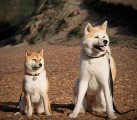 秋田犬币项目方,秋田犬币项目的背景 秋田犬币项目方,秋田犬币项目的背景 生态