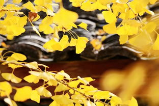 银杏树发朋友圈的句子,金色银杏叶下的诗意时光，唤醒你心中的秋日梦境！