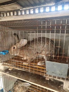 2019年江苏肉兔市场价格多少钱一斤,江苏有大型肉兔养殖场吗 