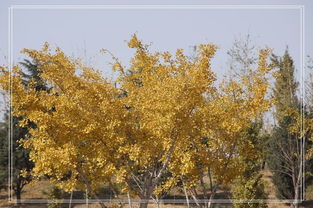 一棵秋天的树叫什么,1. 秋色树：这个词可以用来形容那些在秋天时叶子颜色变得丰富多彩的树，比如枫树、橡树等