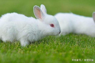 兔子不吃窝边草,下半句是什么 