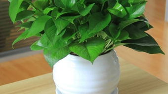小盆绿萝怎么养,小盆绿萝的精细化养护秘籍：让你的植物绿意盎然、生机勃勃