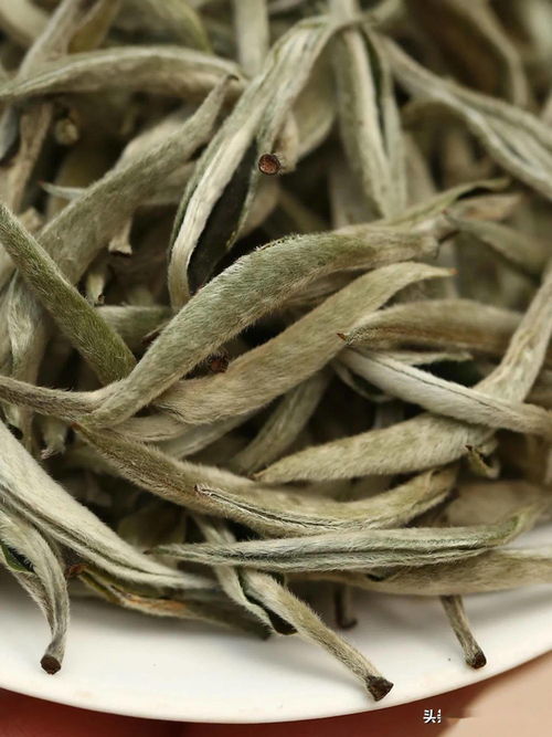 古树银芽是什么茶,古树银芽属于什么茶