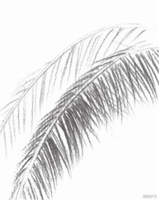 如何学素描 静物素描椰子树叶的绘画教程