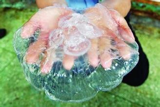 水母是海蜇吗,海蜇和水母是一个东西吗？-第2张图片