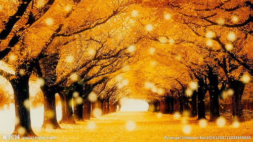 秋叶飘落树叶金秋天枫叶唯美背景 