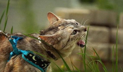 猫咪吃草能解毒,也能够中毒 这五种常见植物是猫咪需要小心的
