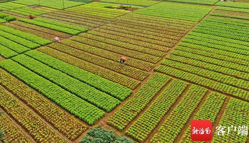 原创组图 海口菜苗长势好 节前蔬菜有保障