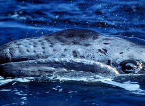 为何鲸和海豚睡觉时不会被淹死