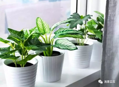 卫生间里适合养哪些植物？