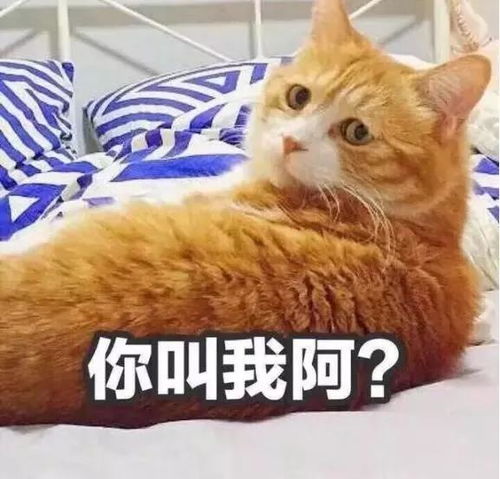 人类学猫 喵喵叫 的时候,猫们都在想什么 你可能搞错了