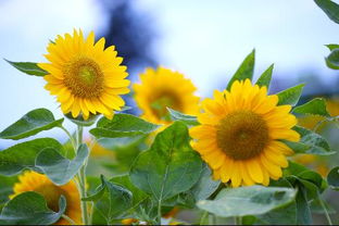 太阳花的唯美语录图片,太阳花的唯美语录图片：向日葵的启示