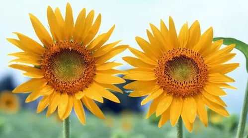 弟弟过生日适合送什么花,1. 太阳花：太阳花是向日葵的一种，它代表着乐观、希望和勇气