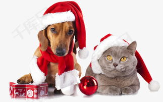 圣诞节宠物素材图片免费下载 高清装饰图案png 千库网 图片编号5593421 