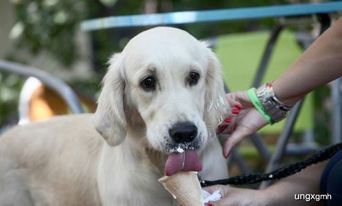 狗狗可以吃冰淇淋吗 夏天汪星人防暑降温有妙招