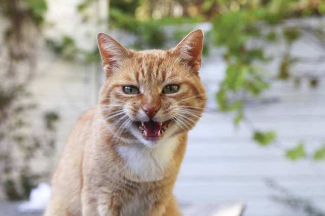 猫翘尾巴弓身子是什么意思 猫咪情绪低落的表现