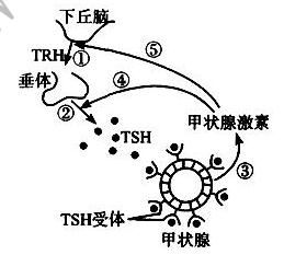 抗tsh受体抗体1.85,T3T4正常标准值应该是多少？