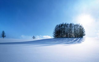 北海道旅游,标题：北海道之旅：壮丽自然、独特雪景与丰富文化的完美融合