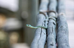 浙江女子为治皮疹生吞蛇胆致中毒昏厥 为何 良药 变 毒药 