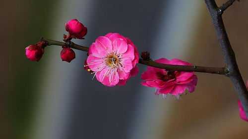 桃花运旺,为什么不是好事 过来人的经验之谈