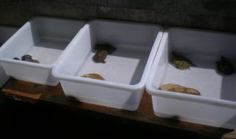小乌龟该怎么养 放多少水合适 喂什么 