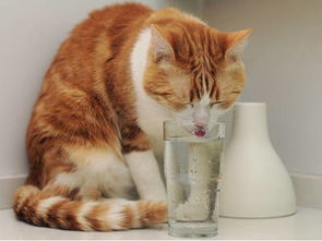 猫不吃饭很爱喝水是什么原因 猫总是喝水怎么回事 