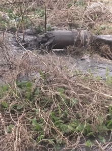 疏浚河道清出的淤泥竟直排荒地 组图