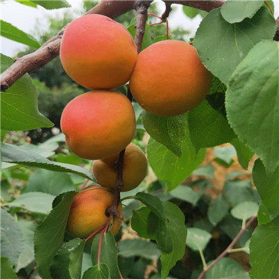 黑龙江杏树 红梅杏树苗早熟品种 