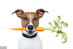 除了喂狗粮,建议多给狗狗吃这几种蔬菜,营养更均衡