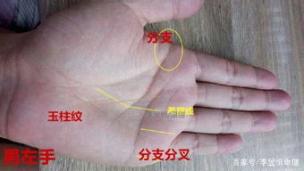 手相 天纹朝指富贵人 通天纹事业有成 希望纹成功