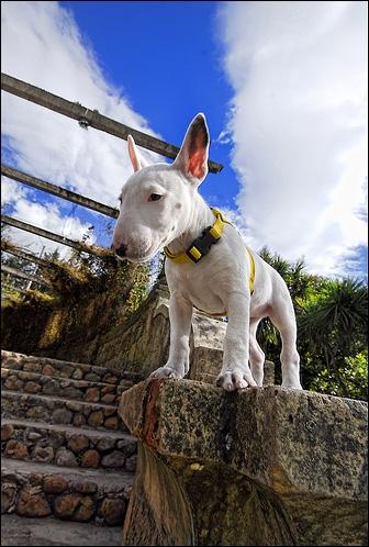 馬利諾斯犬| 英法小獵犬|依斯特拉短毛獵犬| 西西里獵犬|葡萄牙波登哥