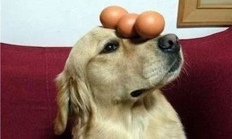 狗狗吃生鸡蛋好还是熟鸡蛋 