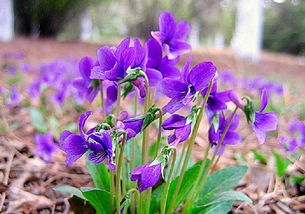 紫花地丁 花语,黄花地丁与紫花地丁