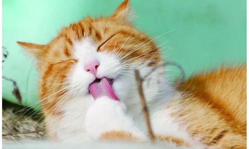 干货 猫瘟的预防和治疗