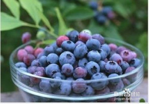 孕妇可以吃蓝莓吗,孕妇可以吃蓝莓吗？