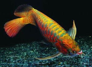红龙鱼图片,怎样养好红龙鱼,红龙鱼的风水作用 
