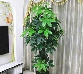 家里养花,不用多 4盆挂满 绿窗帘 ,只选对的,不选贵的 吊兰 