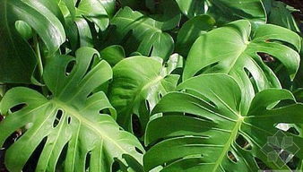 龟背竹是蔓藤植物吗？