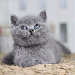 CFA猫舍出售英短蓝猫 蓝白 银渐层 暹罗猫 可上门