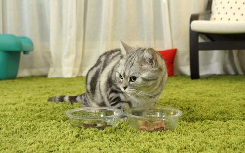 猫咪吃鱼会卡刺吗