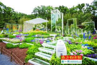 1100多个品种 深圳国际花展今日开幕