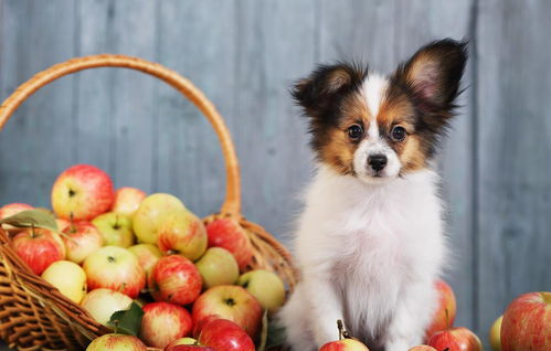 狗狗吃苹果的好处 
