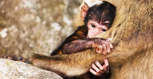 猴妈妈去世,小猴子痛哭流涕向人类求助,令人不忍心看