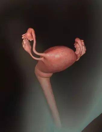原创怀胎十月，胎儿是怎么慢慢长大的？一组3D图揭秘真相，让你感受生命的奇迹
