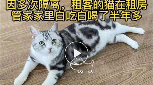 北京租房管家帮租客免费养猫半年