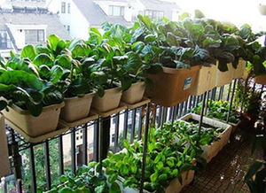 阳台种植蔬菜的技术和方法,如何在阳台上种植蔬菜？哪些蔬菜适合在阳台上种植？